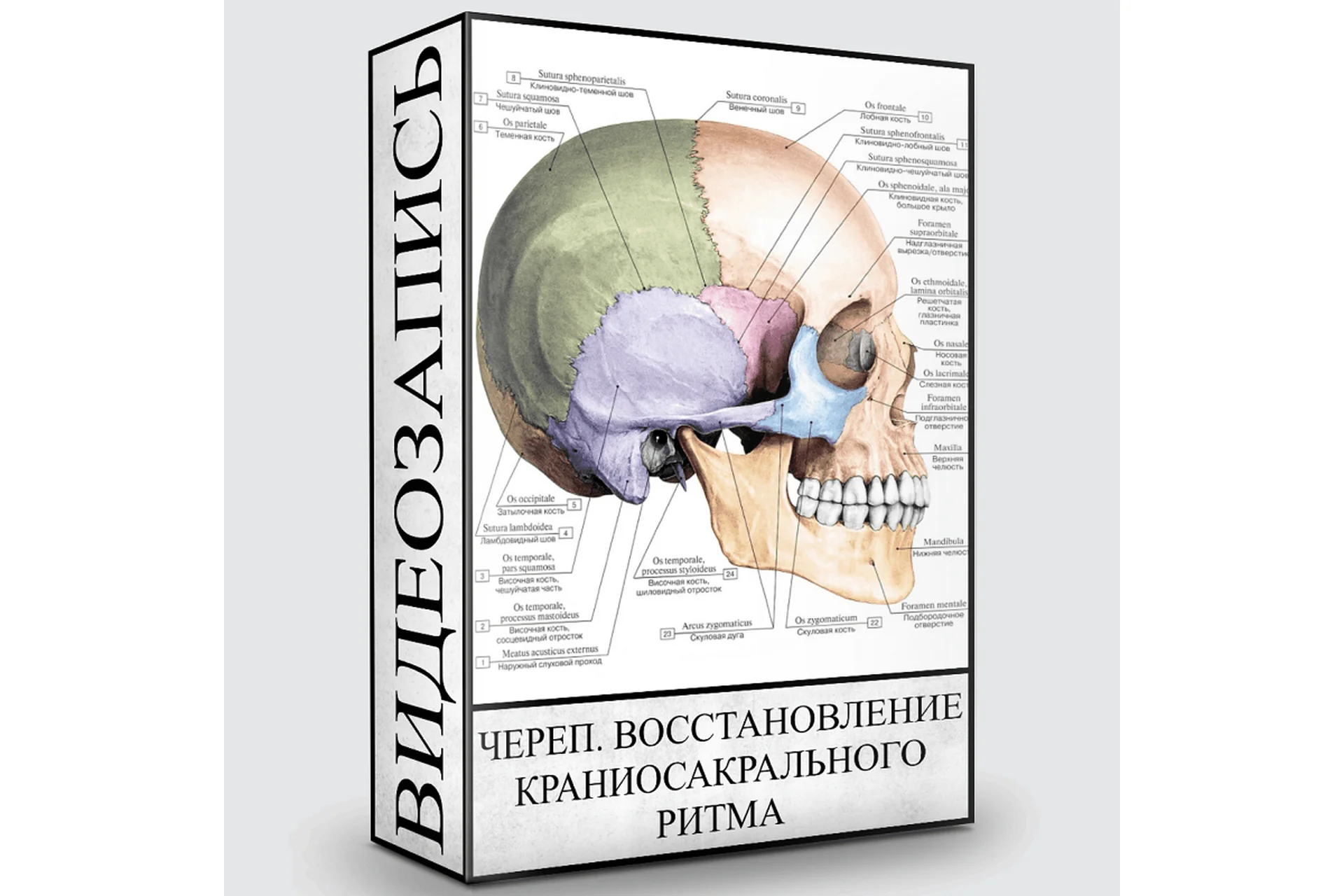 Череп. Восстановление краниосакрального ритма (Людмила Малышева), фото 1 из 1.