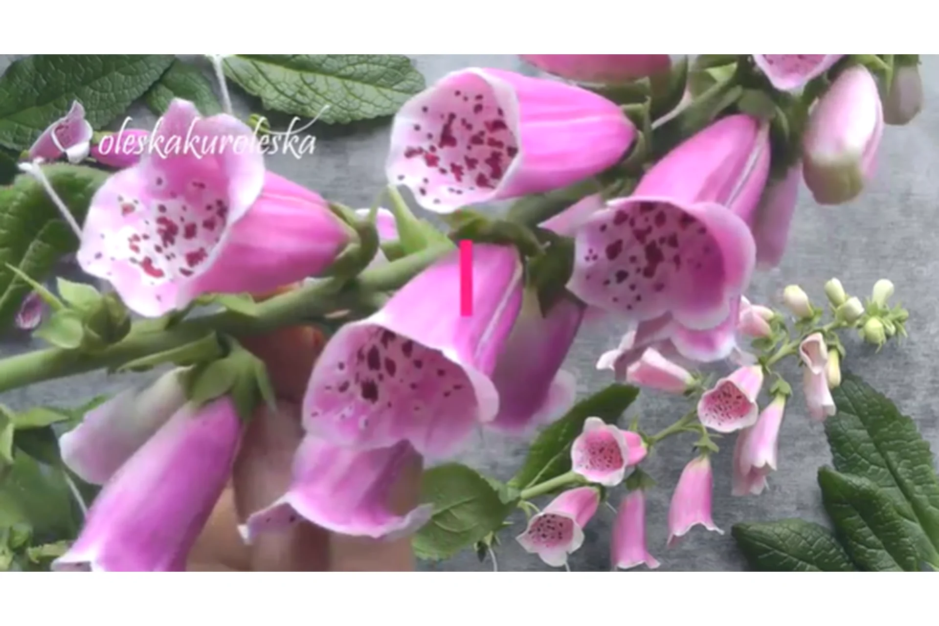 Наперстянка (Олеся Богданович), фото 1 из 1.