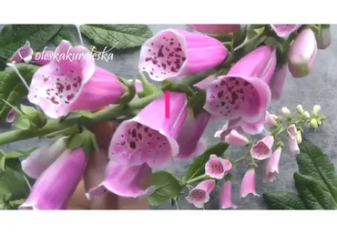 Наперстянка (Олеся Богданович)