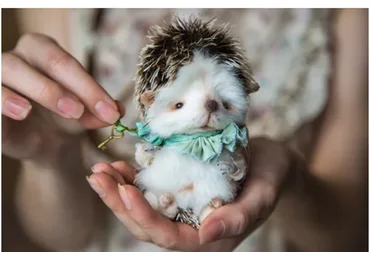 [Школа авторской игрушки] Ёжик Фуфик в технике тедди (Марика Шмидт)