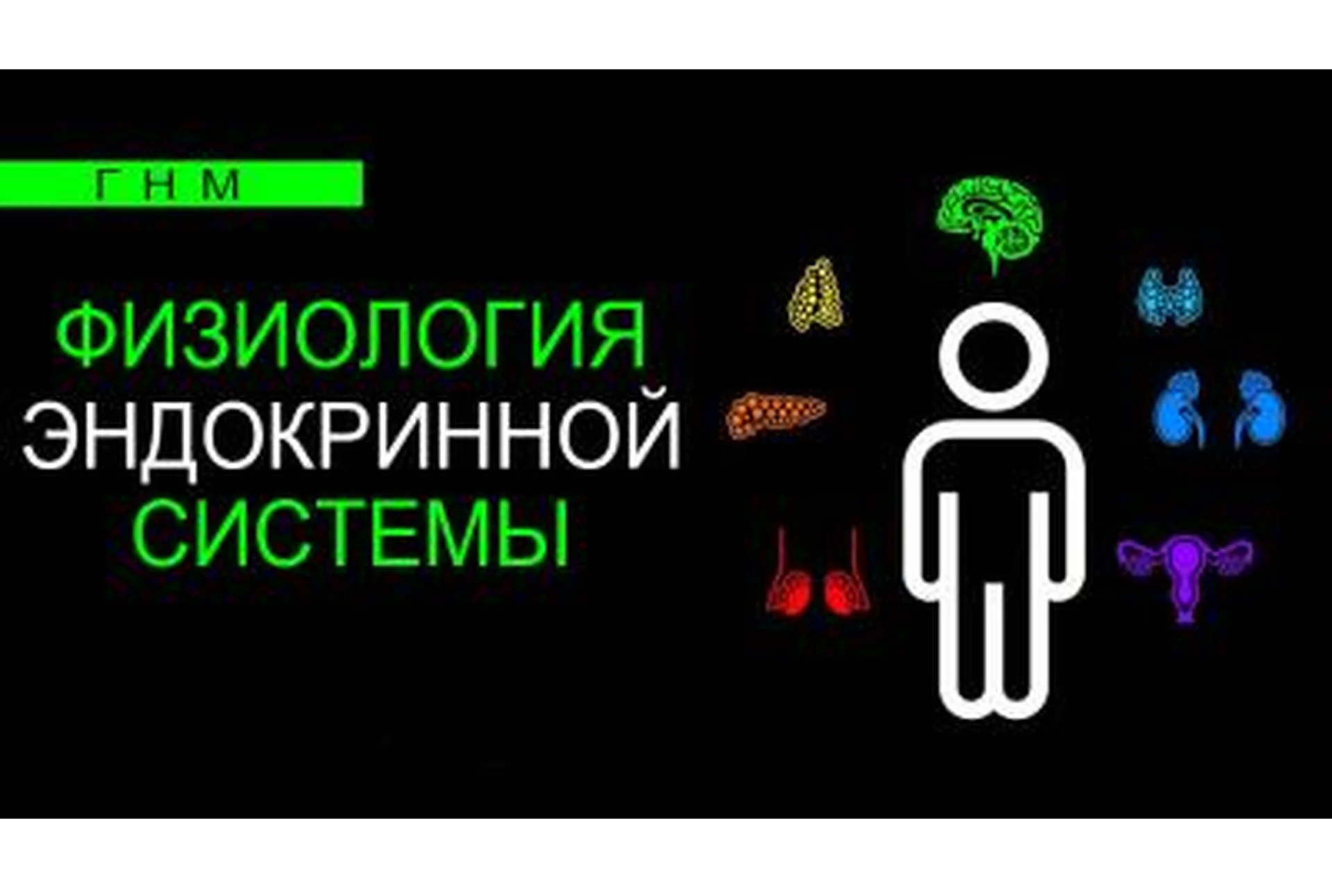 Физиология эндокринной системы. Паращитовидная железа (Анастасия Семко), фото 1 из 1.