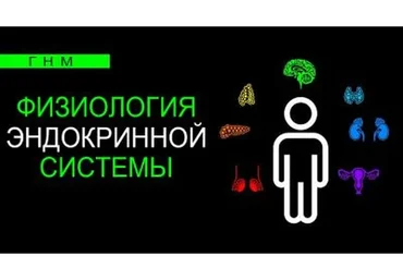 Физиология эндокринной системы. Паращитовидная железа (Анастасия Семко)