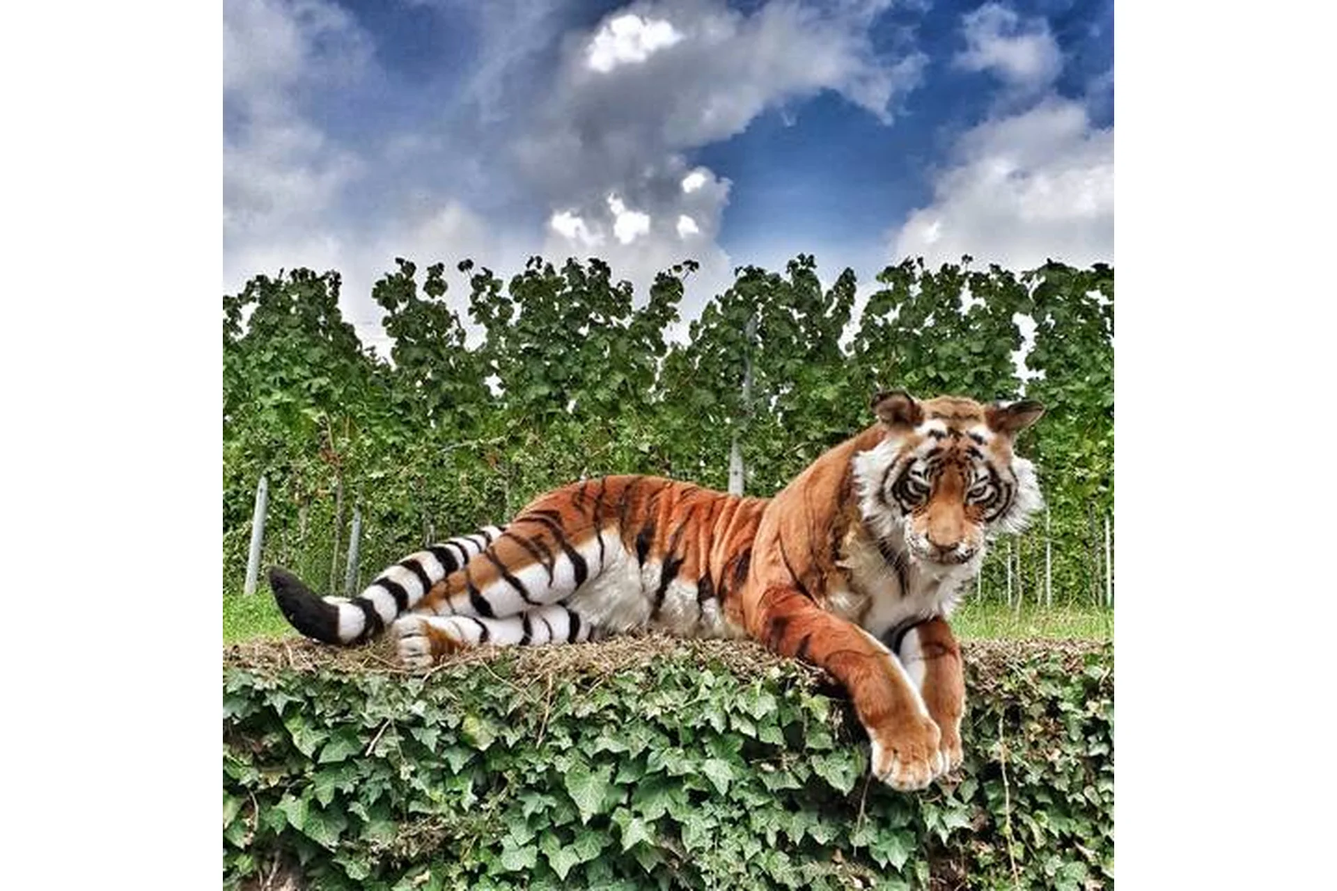 Реалистичная авторская игрушка Тигр (Оксана Шер), фото 1 из 1.