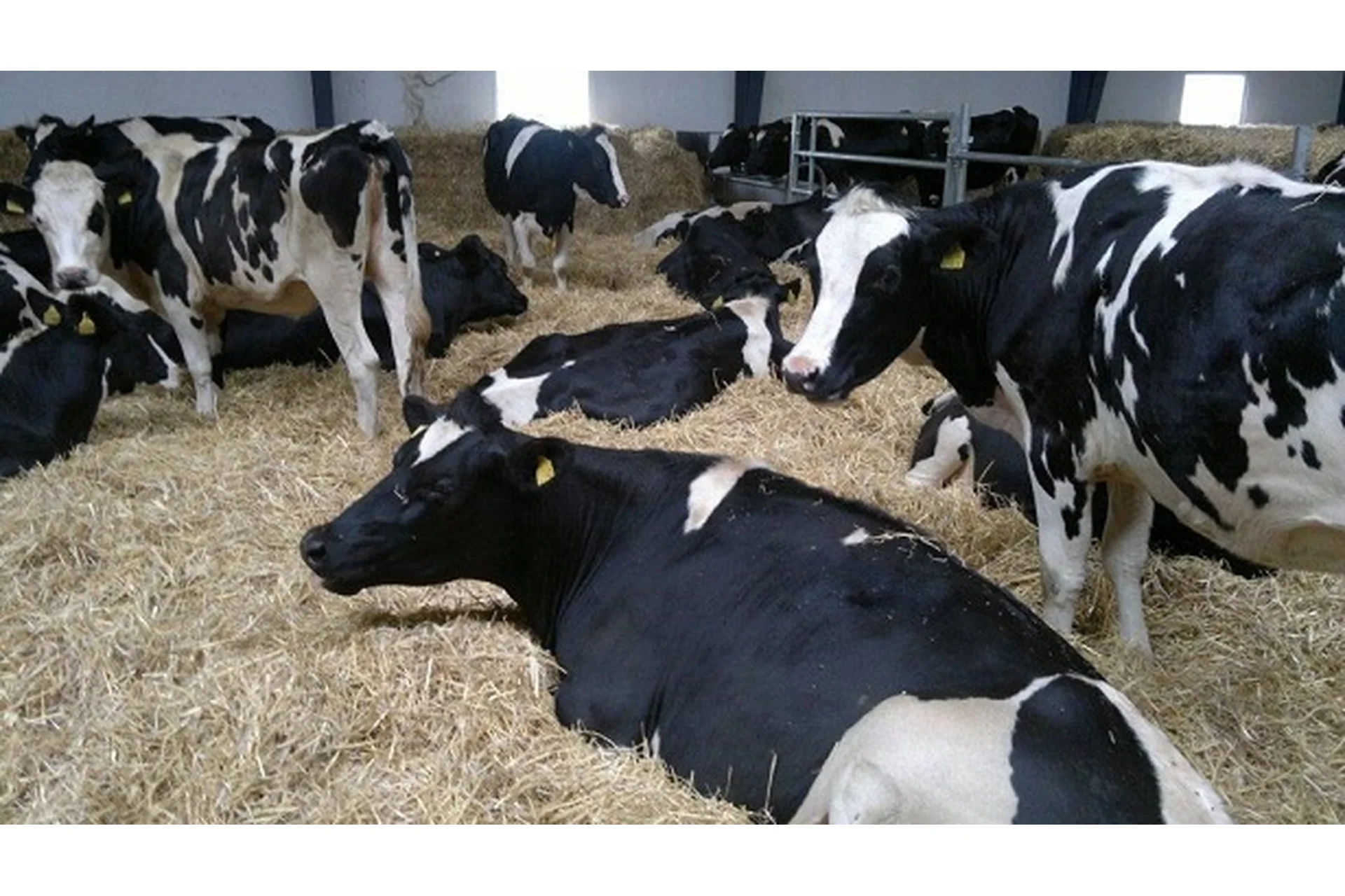 Крупно-рогатый скот. Как зарабатывать 500 000 рублей в месяц, 2015, фото 1 из 1.