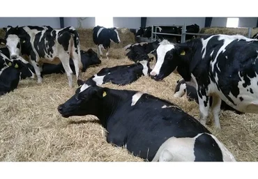 Крупно-рогатый скот. Как зарабатывать 500 000 рублей в месяц, 2015