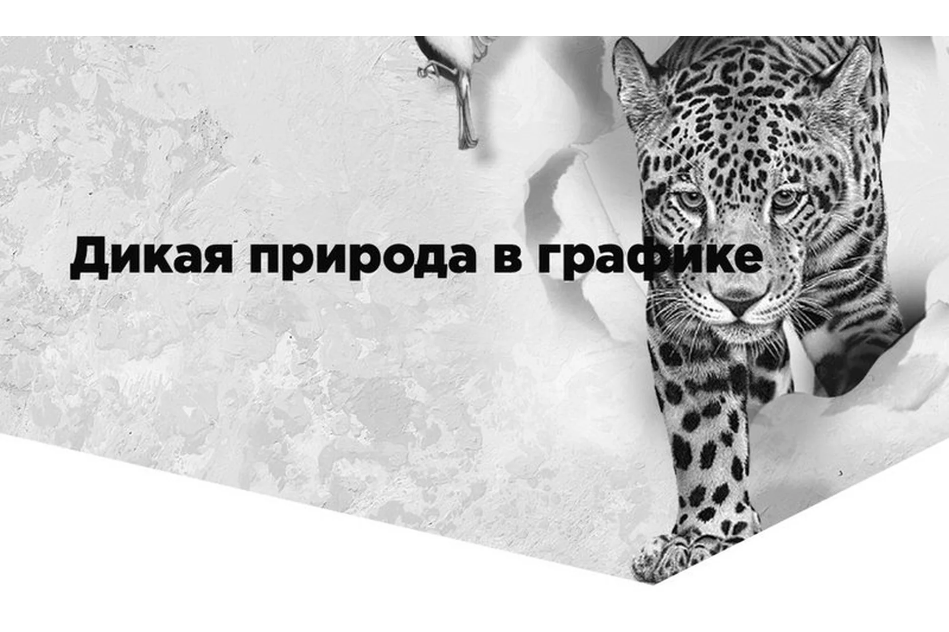 Дикая природа в графике. Тариф Silver (Егор Матита), фото 1 из 1.