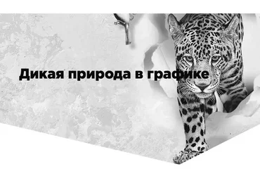 Дикая природа в графике. Тариф Silver (Егор Матита)
