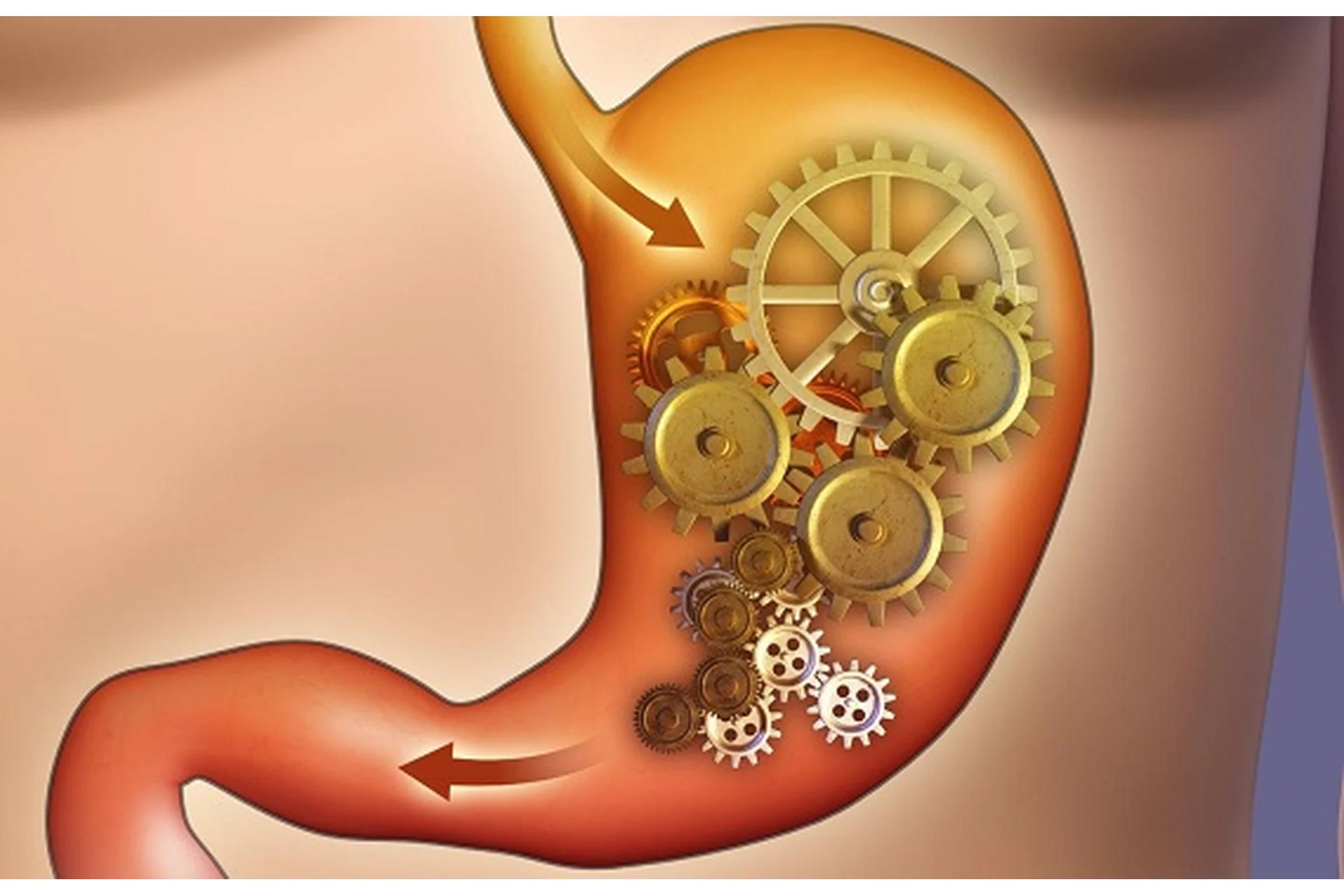 [Интераура] Нормализация работы пищеварительной системы (2015), фото 1 из 1.
