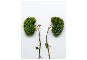 Здоровье почек и надпочечников: Два красивых боба (Ульвия Голденбрук)