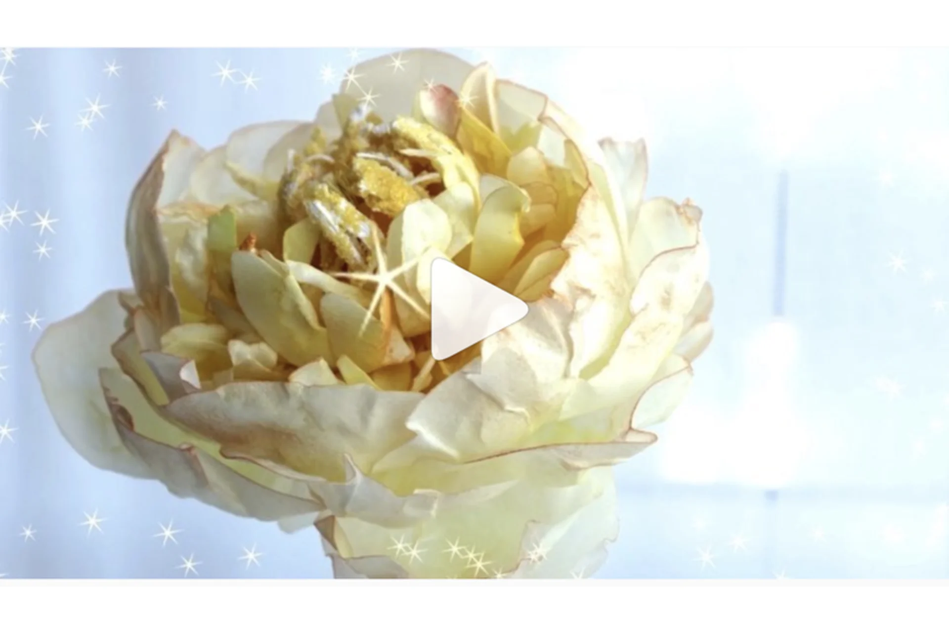 [ledolcimagieditaty] Вафельный пион (Татьяна Ефремова), фото 1 из 1.