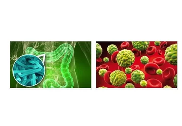 Комплексная программа выведения всего спектра паразитов и грибов из организма (Артем Хачатрян)