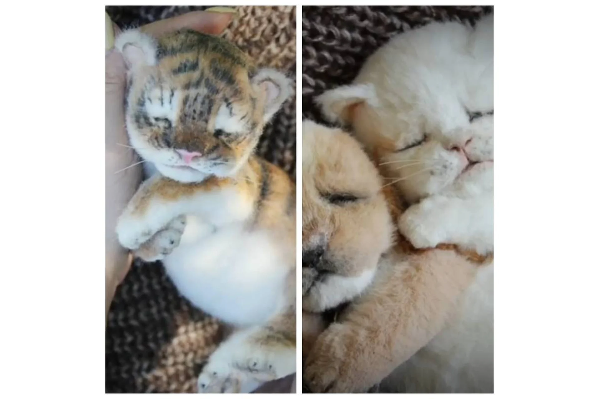 Три малыша сонные друзья (Валентина Крижановская), фото 1 из 1.