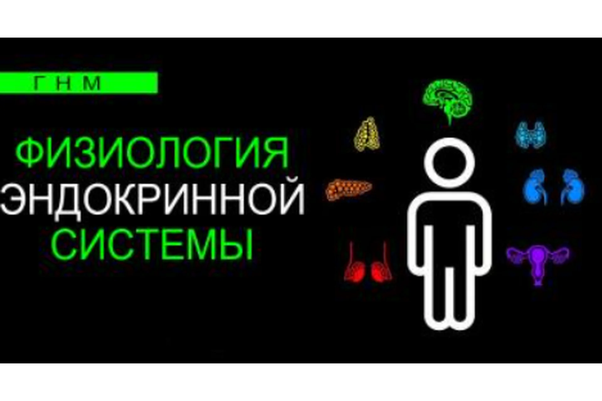 Физиология эндокринной системы. Поджелудочная железа (Анастасия Семко), фото 1 из 1.