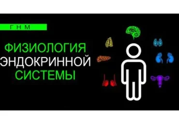 Физиология эндокринной системы. Поджелудочная железа (Анастасия Семко)