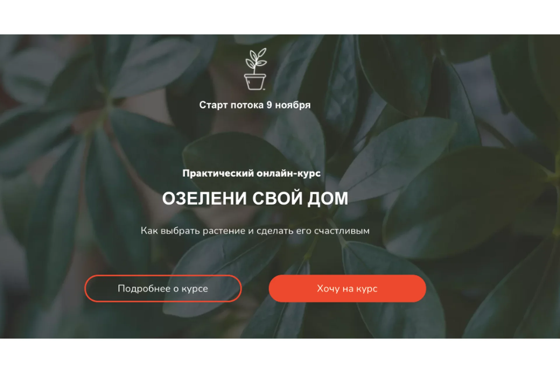 Озелени свой дом. Тариф Мне только посмотреть (Натали Серова), фото 1 из 1.