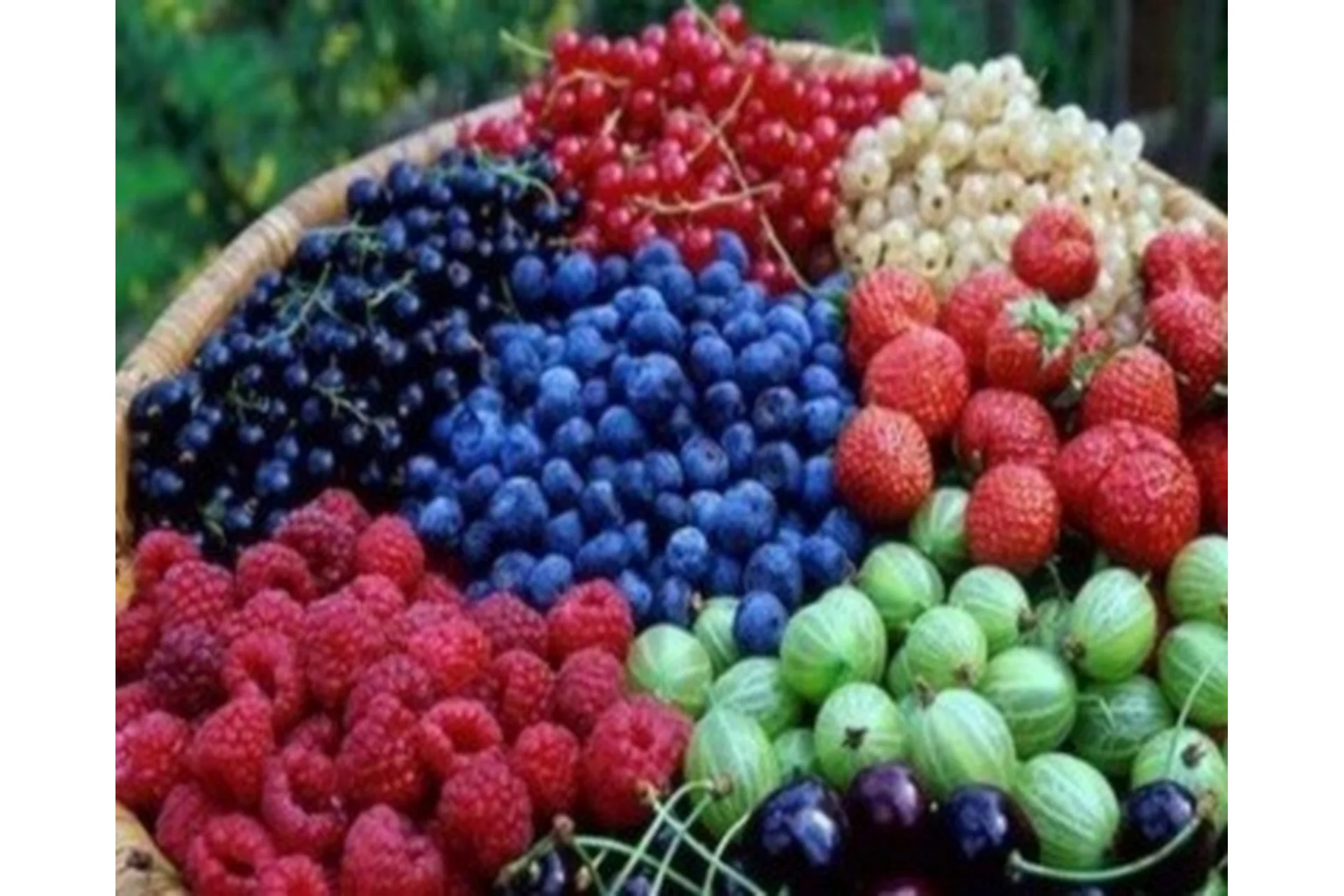 [Земледелие] Пакетное предложение: Кустарники №1 + Газон + Розы, фото 1 из 1.