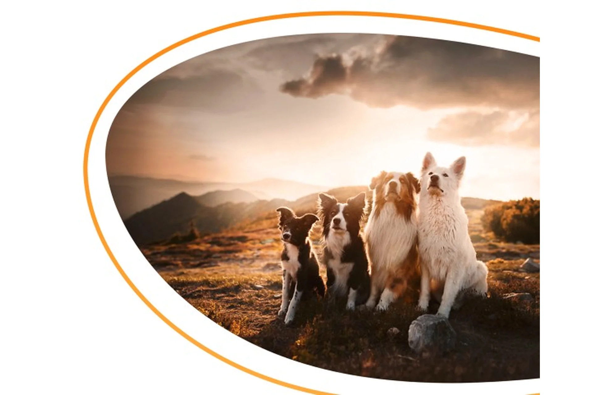 [Kinolog School] Базовые команды (Антонина Зимарева), фото 1 из 1.