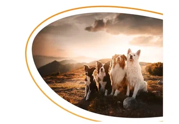 [Kinolog School] Базовые команды (Антонина Зимарева)