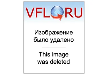 Про это (Лиана Димитpoшкинa)