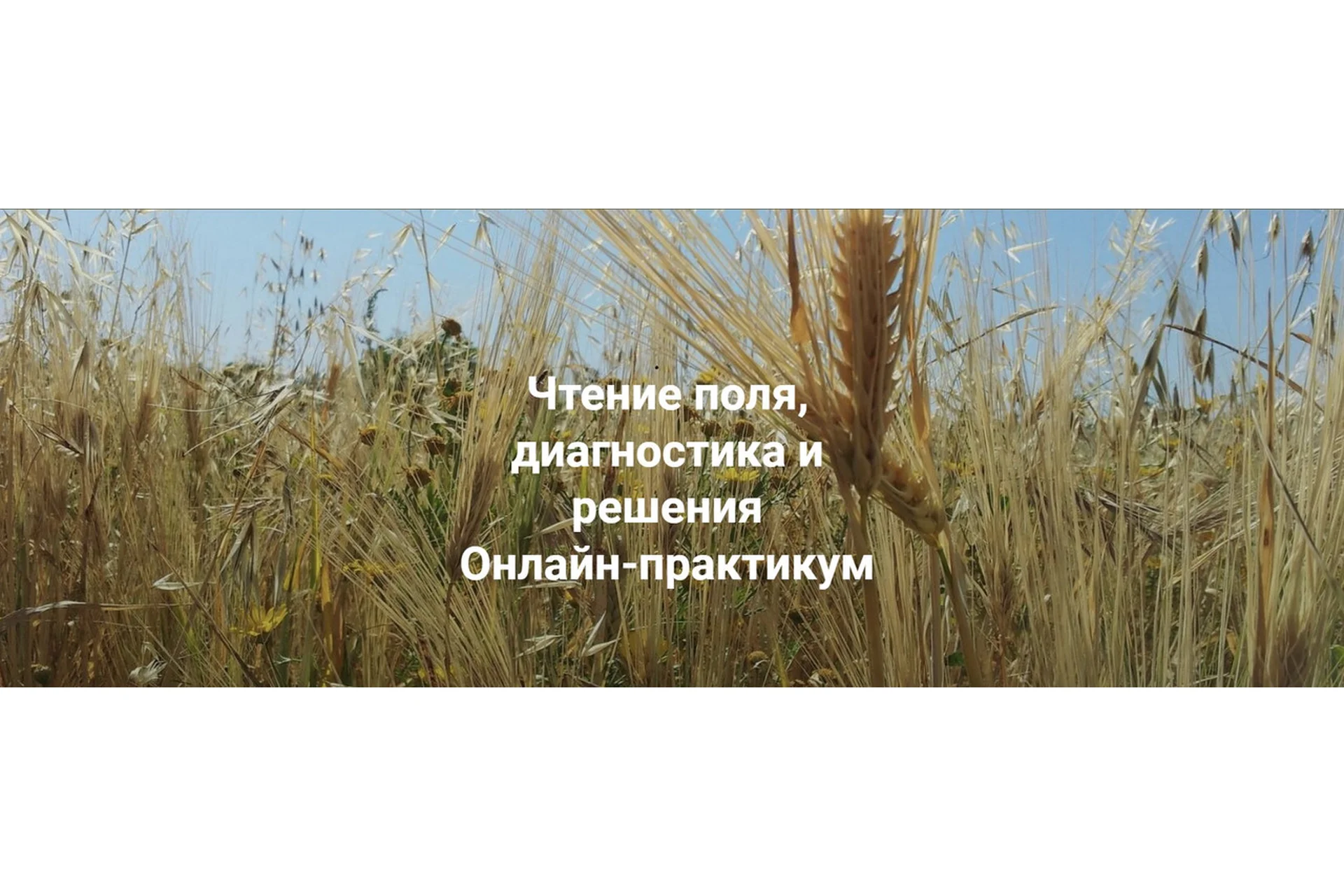 [Институт открытого поля] Чтение поля, диагностика и решения. Пакет Только теория (Елена Веселаго), фото 1 из 1.