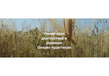 [Институт открытого поля] Чтение поля, диагностика и решения. Пакет Только теория (Елена Веселаго)