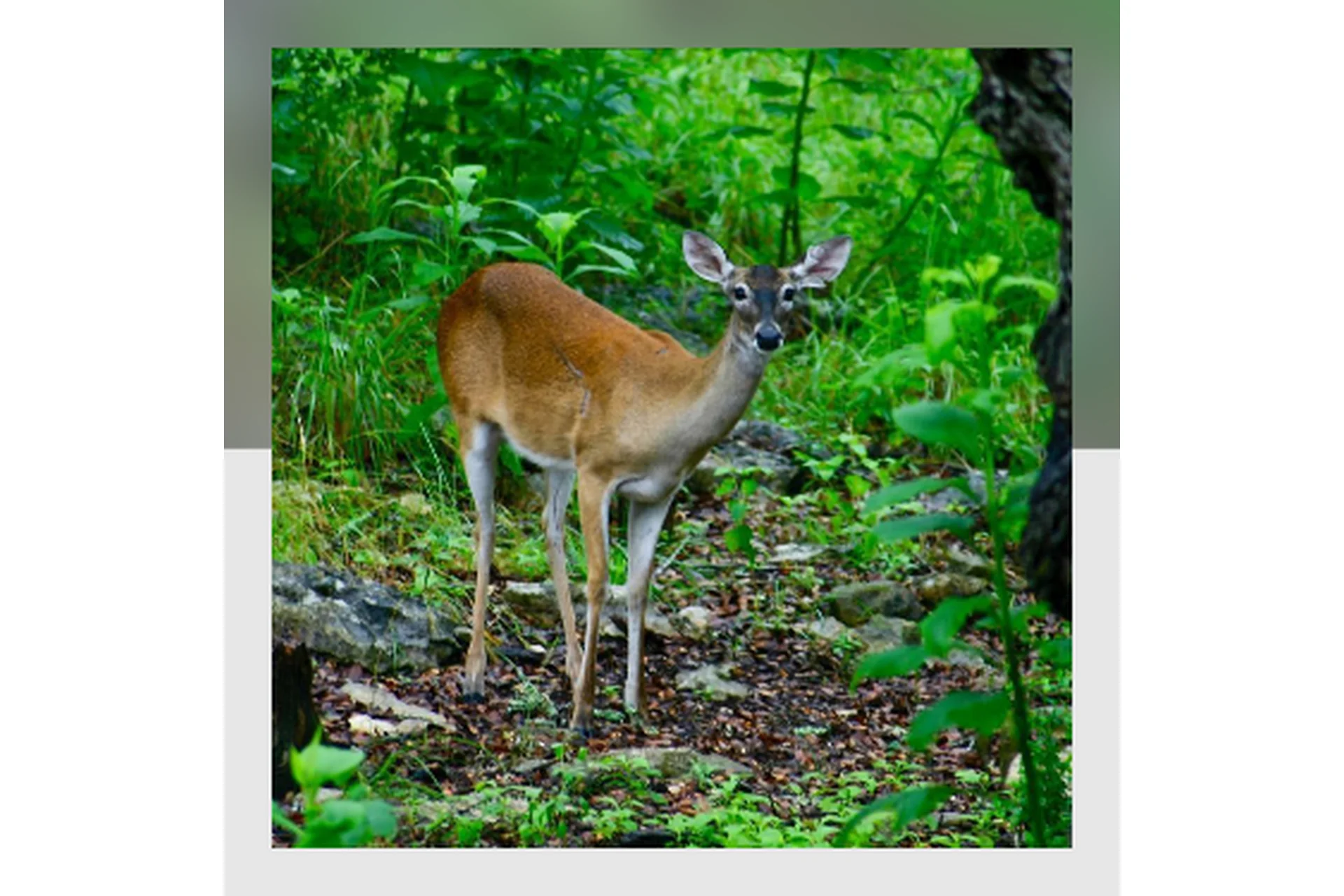 [Mitra-Varuna School] Накшатра Мригашира. Глубокий анализ (Анна Ласточкина), фото 1 из 1.