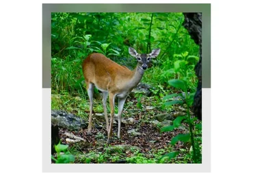 [Mitra-Varuna School] Накшатра Мригашира. Глубокий анализ (Анна Ласточкина)