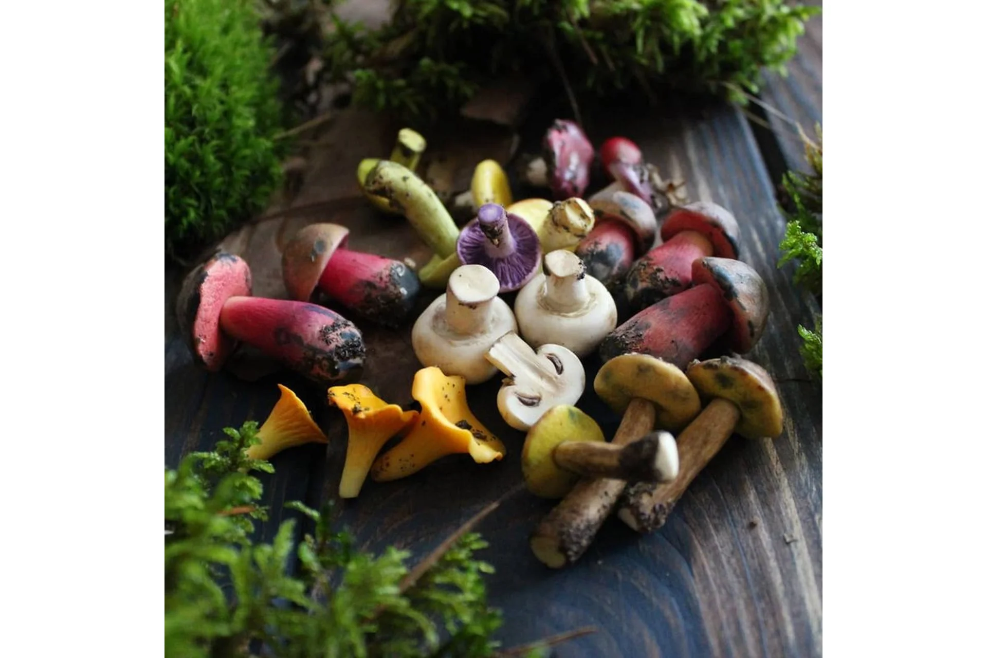 Грибной курс из  полимерной глины (Кристина Орловская), фото 1 из 1.