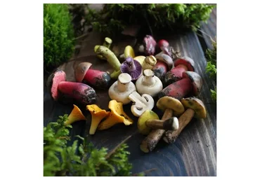 Грибной курс из  полимерной глины (Кристина Орловская)