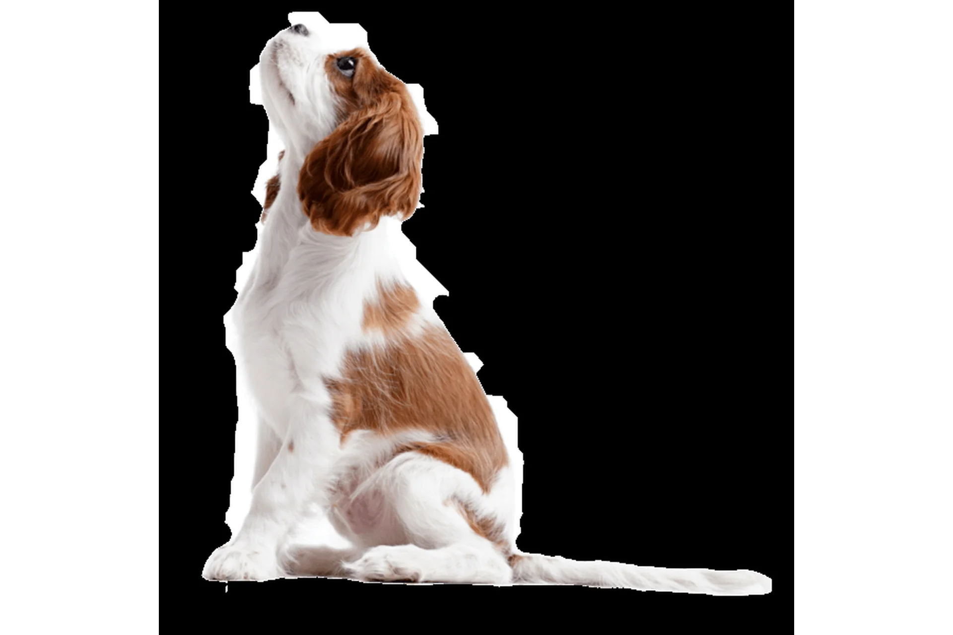 [Дрессировка] Послушный щенок без хлопот! Тариф Стартовый (Татьяна Романова), фото 1 из 1.