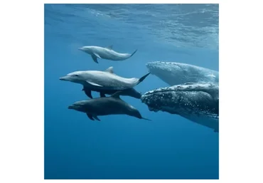 Медитация с Китами и дельфинами (Екатерина Самойлова)