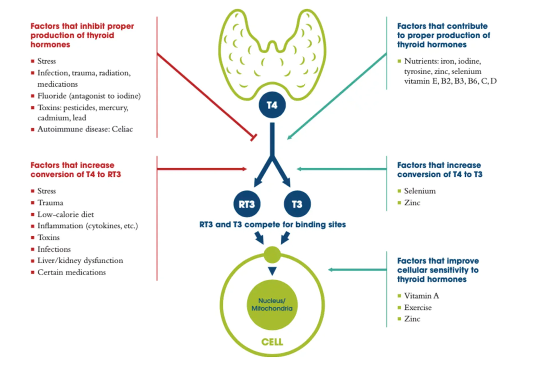 Новые Аспекты в Функции Щитовидной Железы и Щитовидного Гормона (Андрей Лобузнов), фото 1 из 1.