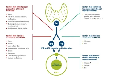 Новые Аспекты в Функции Щитовидной Железы и Щитовидного Гормона (Андрей Лобузнов)