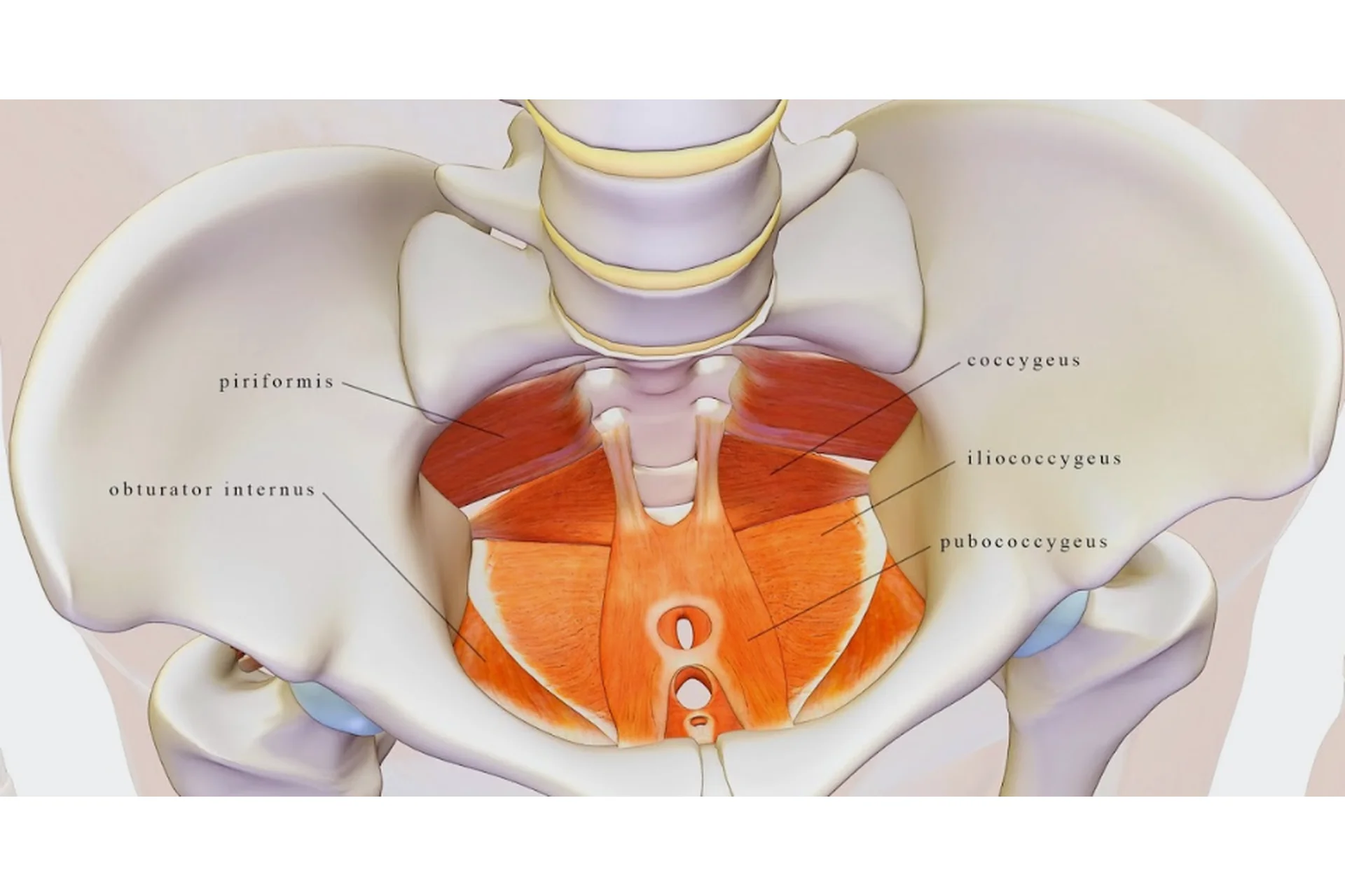 [KinesioPro] Мышцы тазового дна и кор: алгоритм восстановления и тренировки (Марина Осокина), фото 1 из 1.