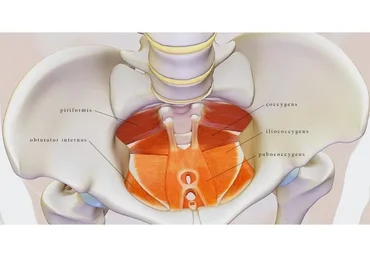 [KinesioPro] Мышцы тазового дна и кор: алгоритм восстановления и тренировки (Марина Осокина)