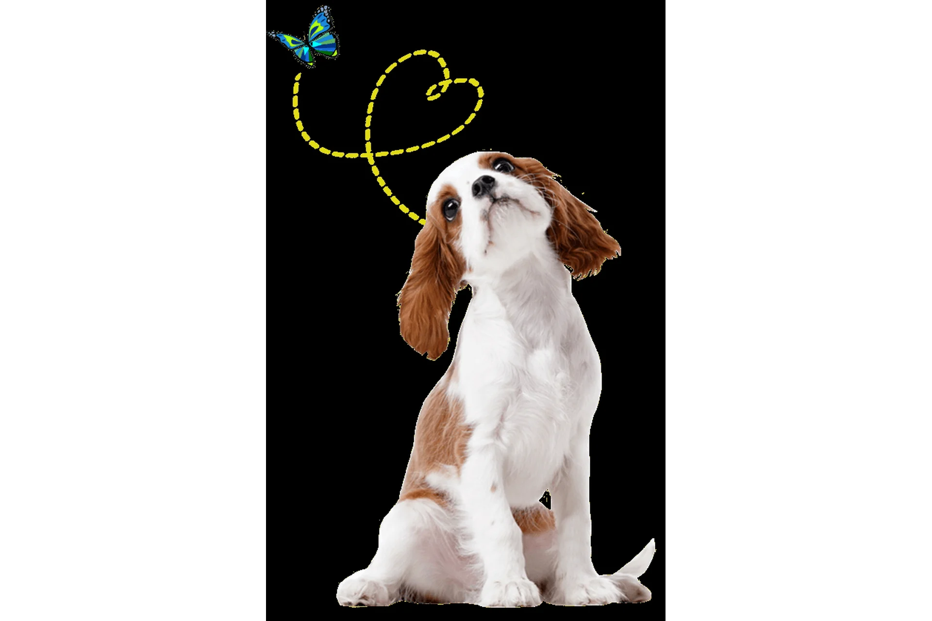 [Дрессировка] Послушный щенок без хлопот! Тариф Оптимальный (Татьяна Романова), фото 1 из 1.