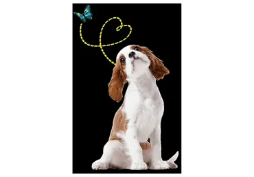 [Дрессировка] Послушный щенок без хлопот! Тариф Оптимальный (Татьяна Романова)