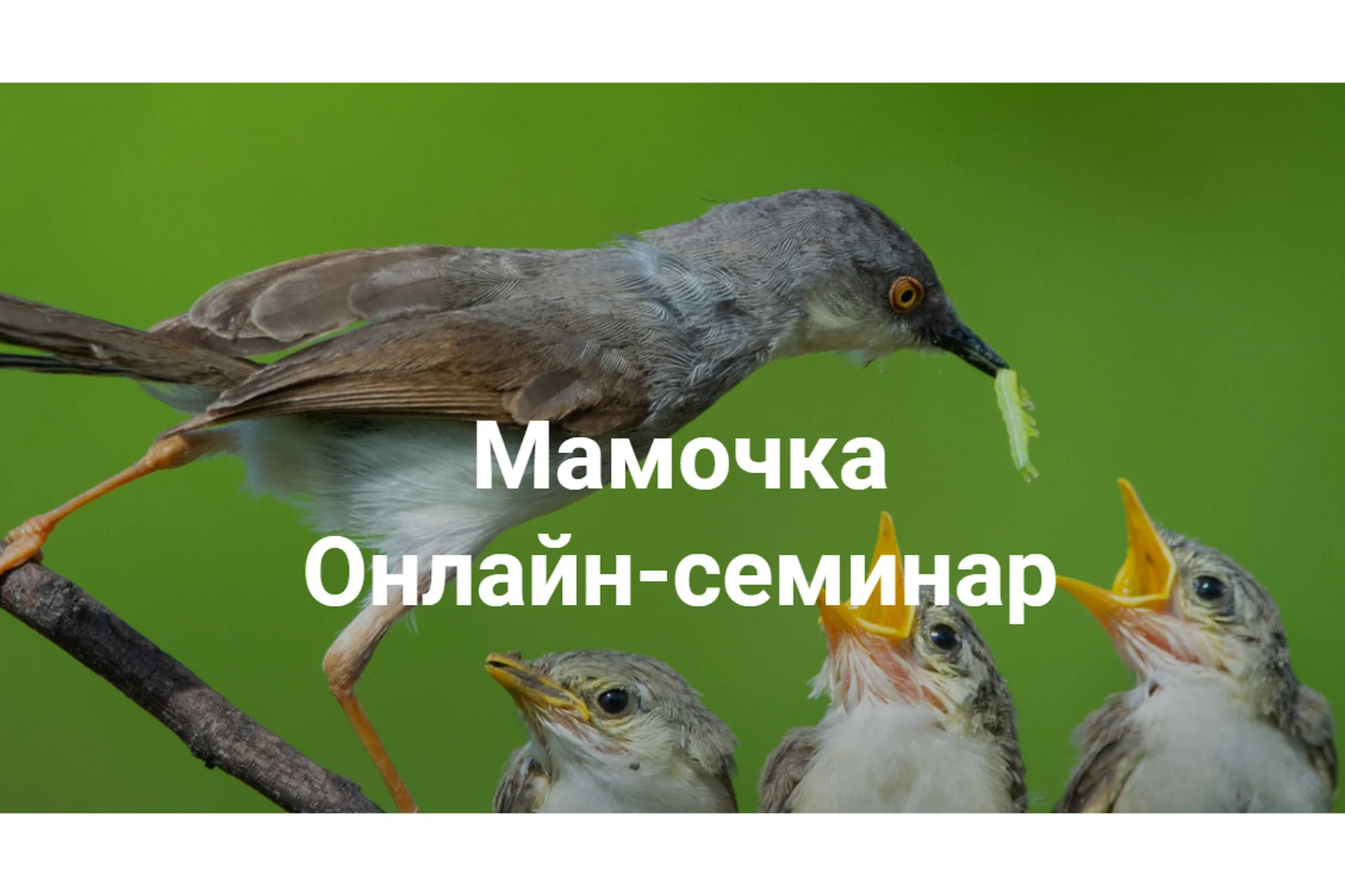 Мамочка (Елена Веселаго), фото 1 из 1.