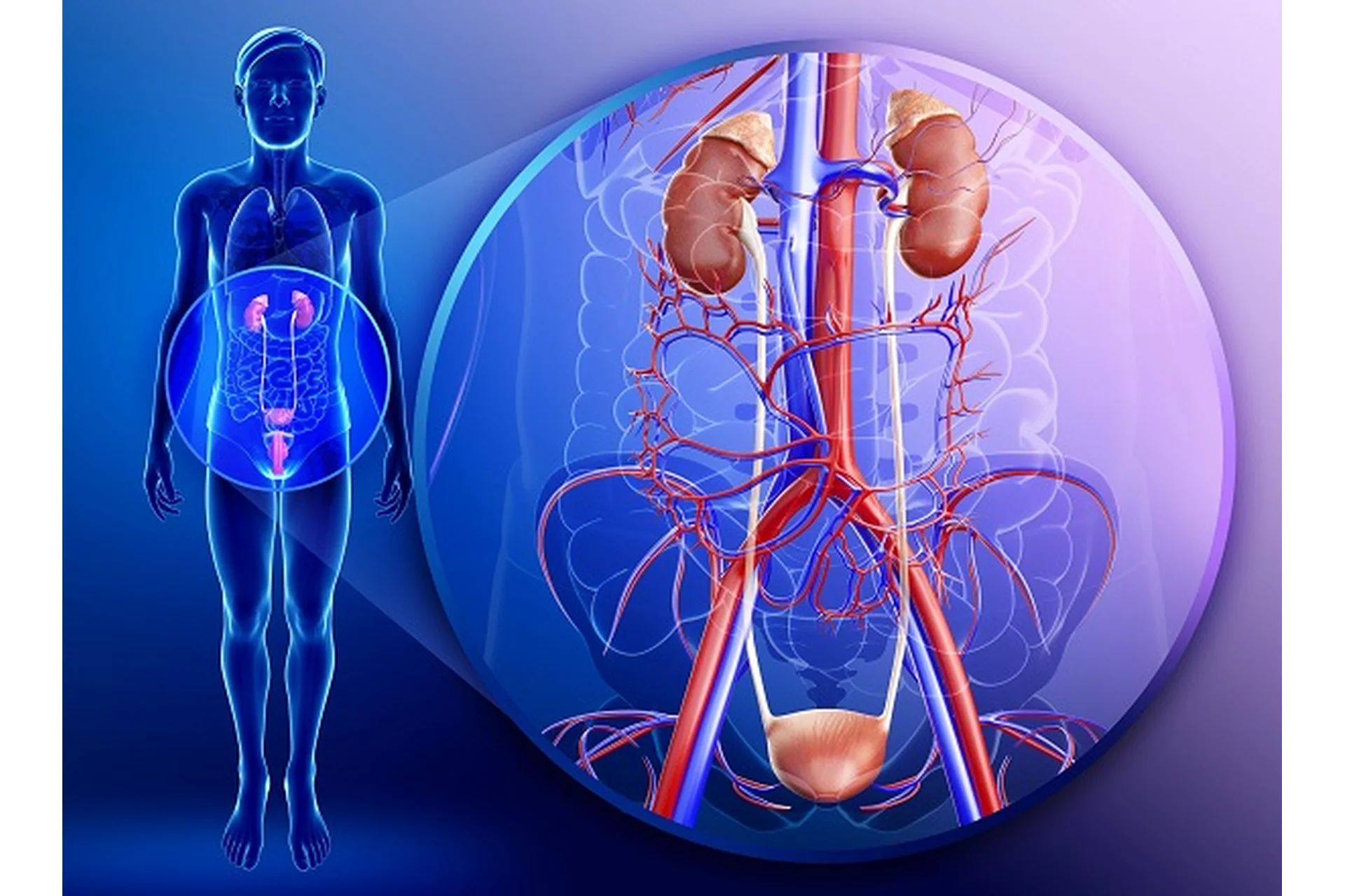 [Интераура] Нормализация работы мочевыделительной системы, мужская версия, фото 1 из 1.