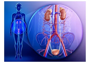 [Интераура] Нормализация работы мочевыделительной системы, мужская версия