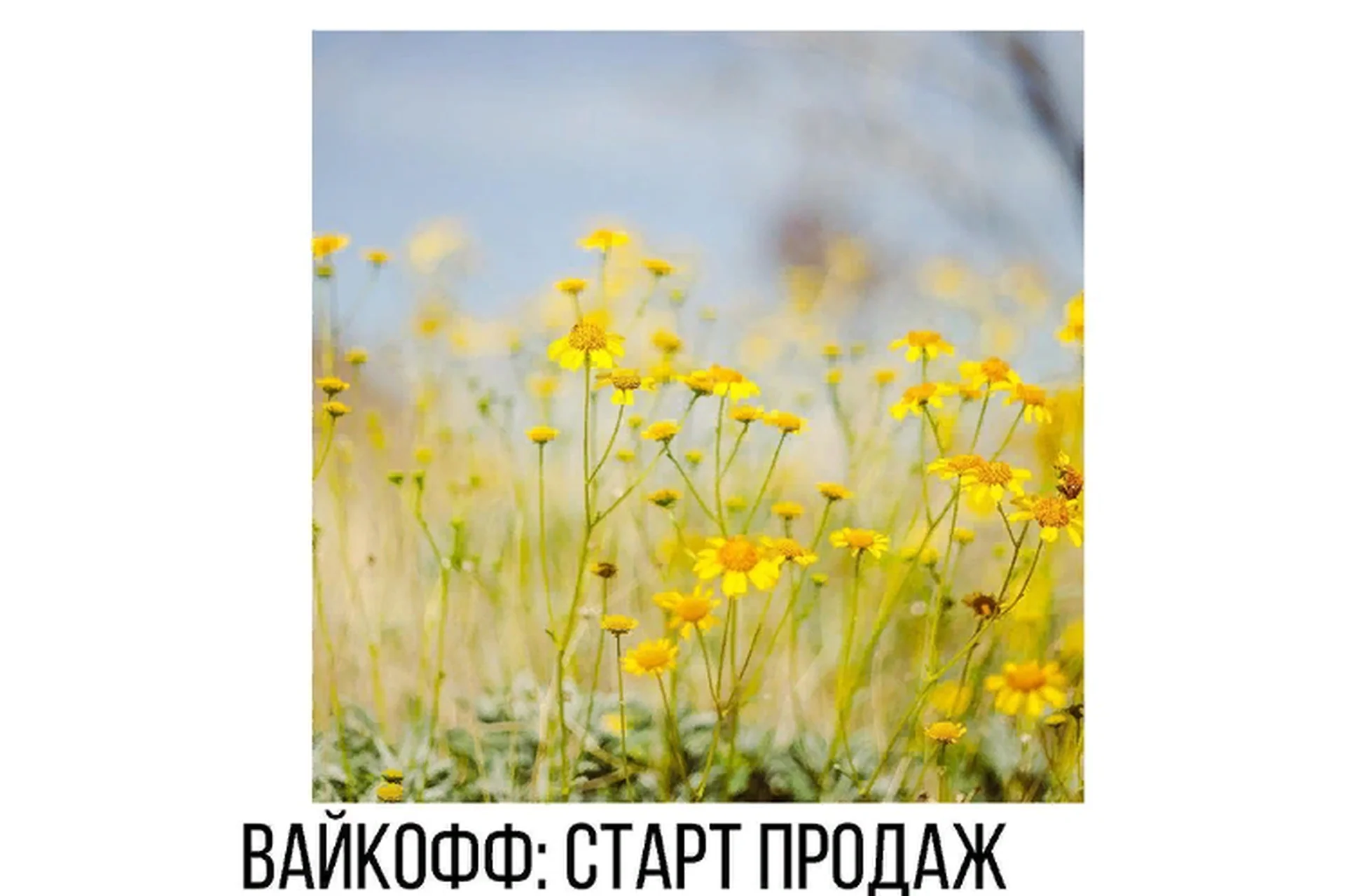 [Vesperfin] Курс по Вайкоффу и побарному анализу (Арина Веспер), фото 1 из 1.