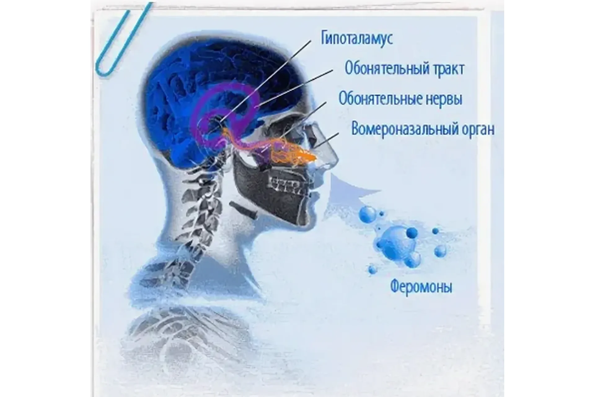 [Brainwave Entrainment Products] Феромоны, фото 1 из 1.