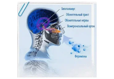 [Brainwave Entrainment Products] Феромоны