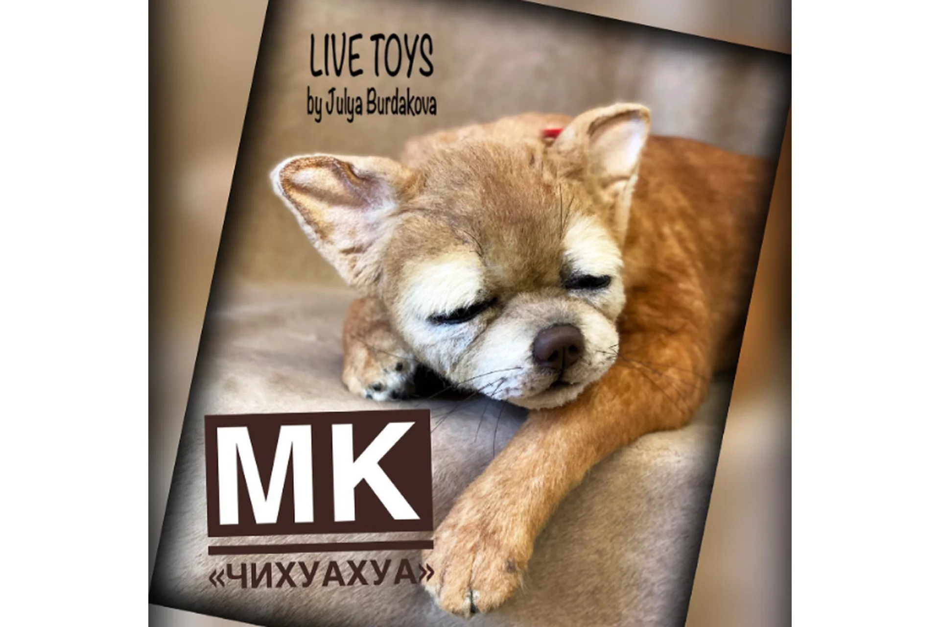 Чихуахуа (Юлия Бурдакова), фото 1 из 1.
