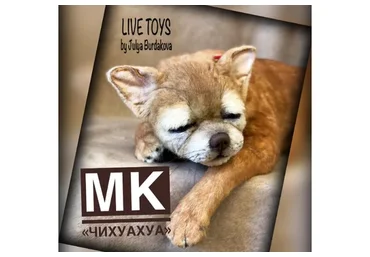 Чихуахуа (Юлия Бурдакова)