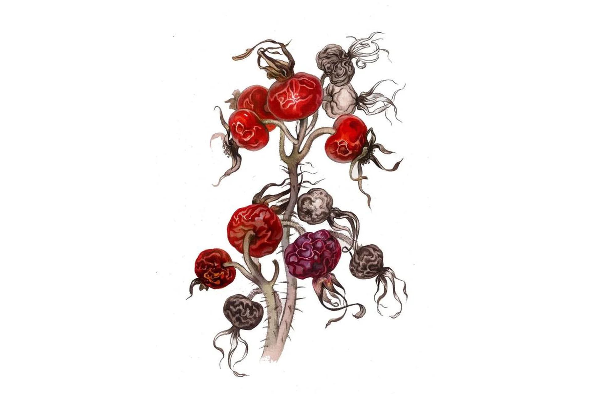 [lectoroom] Шиповник акварелью (Светлана Лансе), фото 1 из 1.