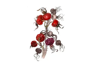 [lectoroom] Шиповник акварелью (Светлана Лансе)