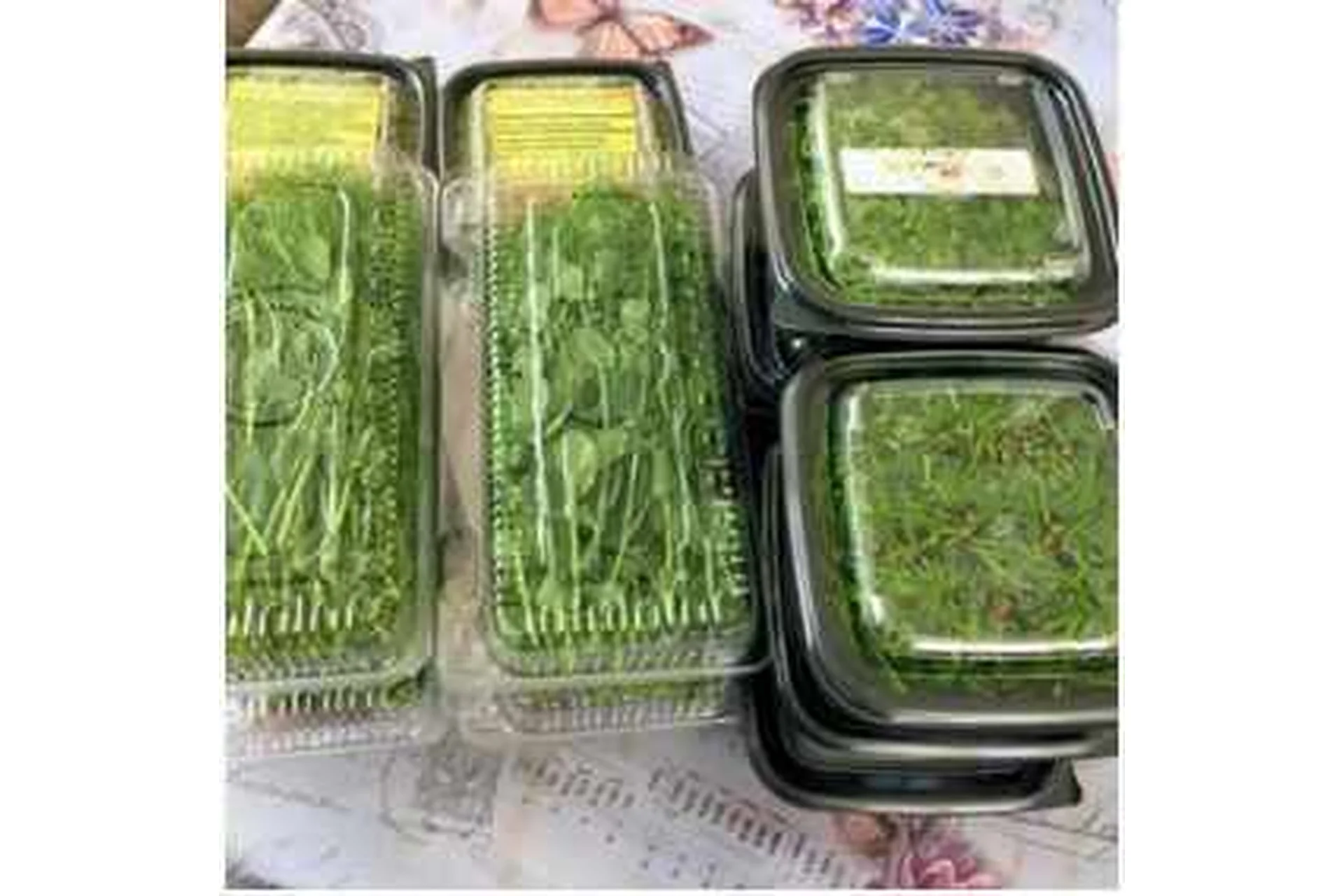 Микрозелень проростки, брокколи, редис (Николай Сабзир), фото 1 из 1.