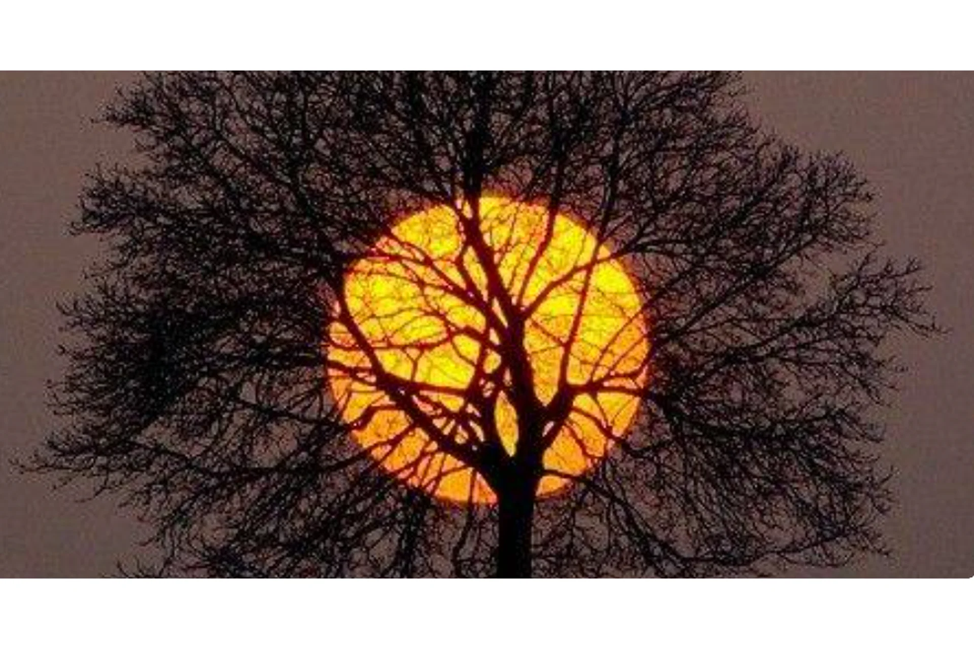 Родовое дерево - Нейрографика, фото 1 из 1.