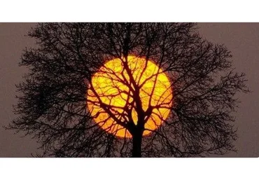 Родовое дерево - Нейрографика